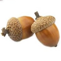 رادیو بلوط / Oak radio 