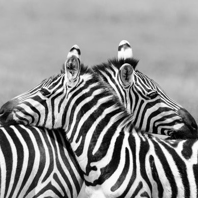 تحلیل رفتار متقابل. دکتر علی باباییزاد. علی بابایی زاد 